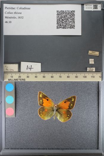 Media type: image;   Entomology 193768